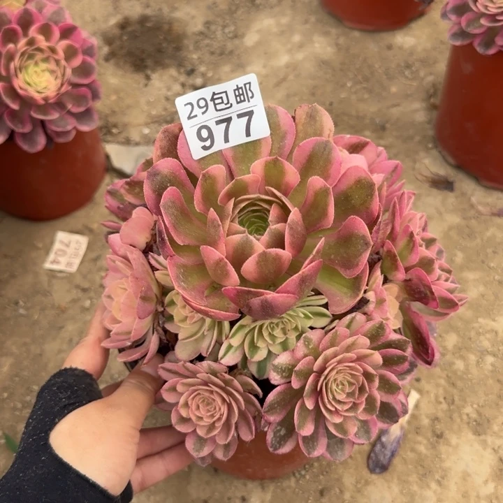 万白……多肉植物……