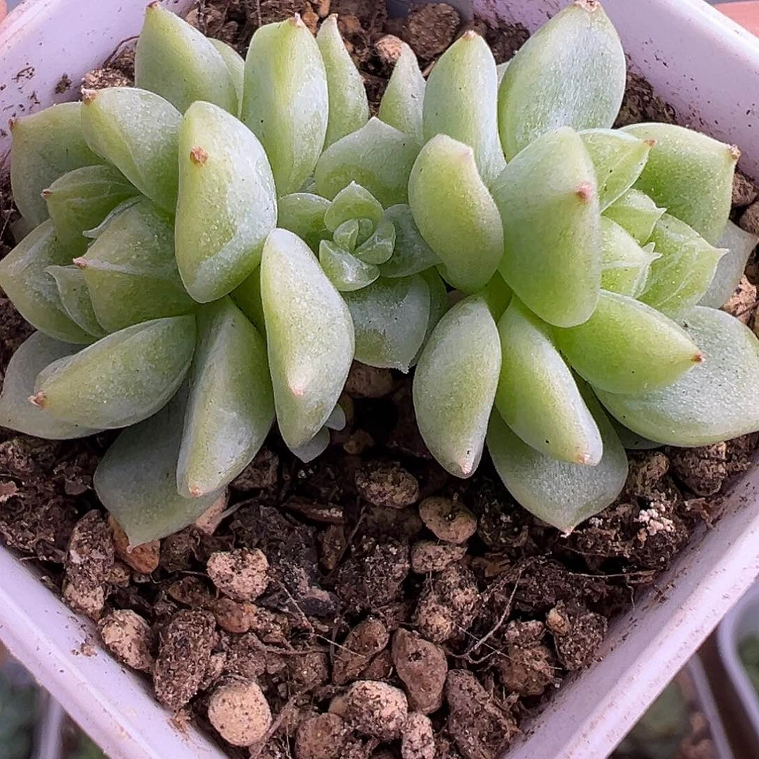 泼天财富一物一拍