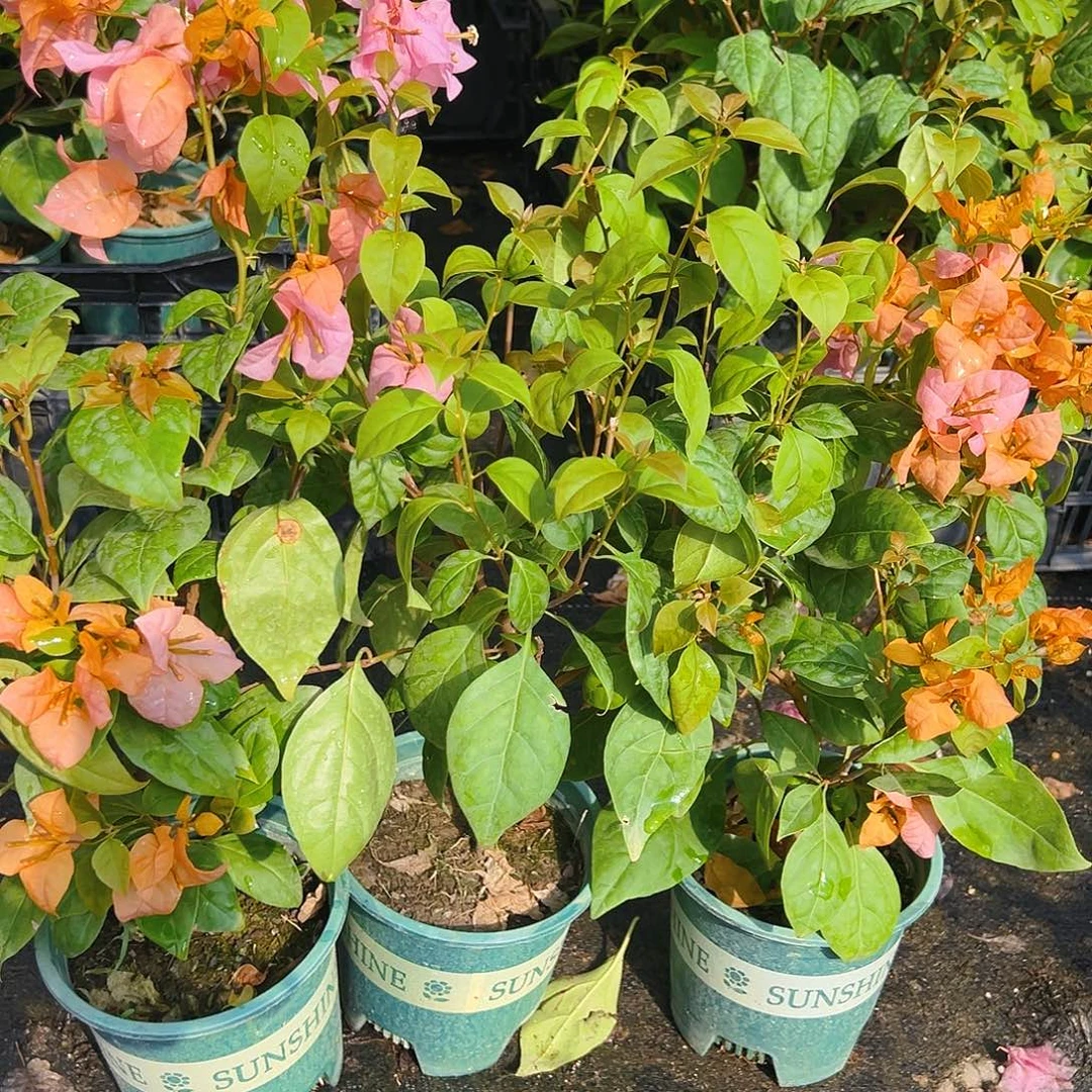 完全开放金发女郎掌中宝一棵