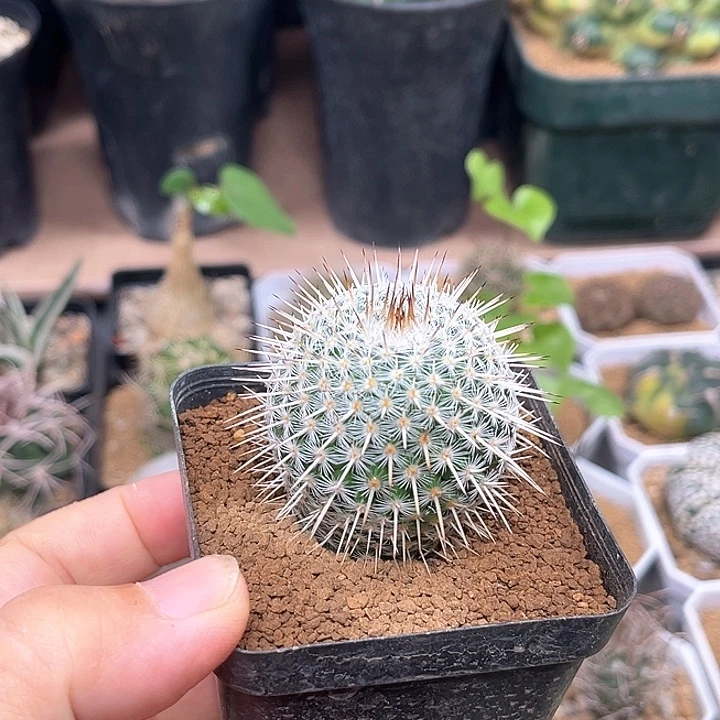 特白体密刺白王丸实生4cm