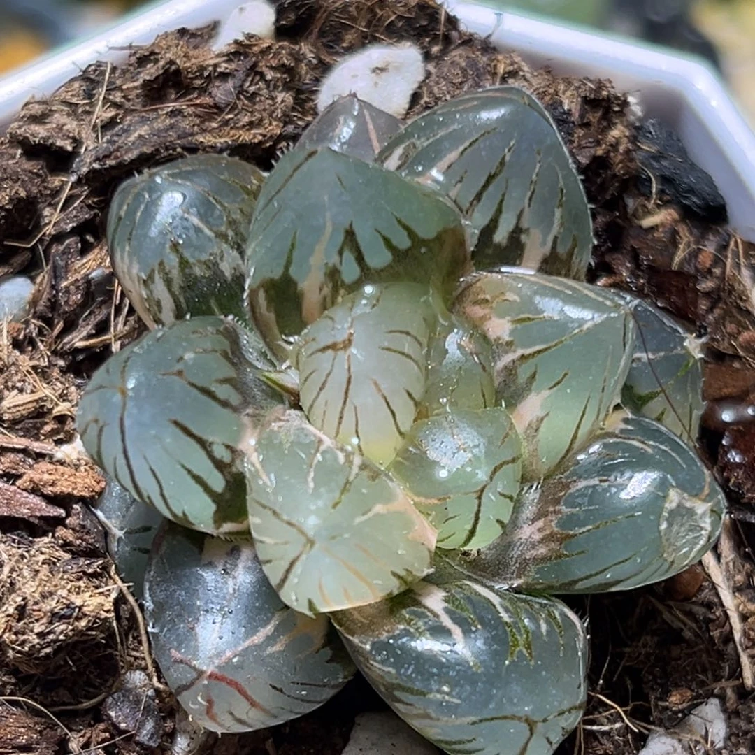 恭喜发财大吉大利0331