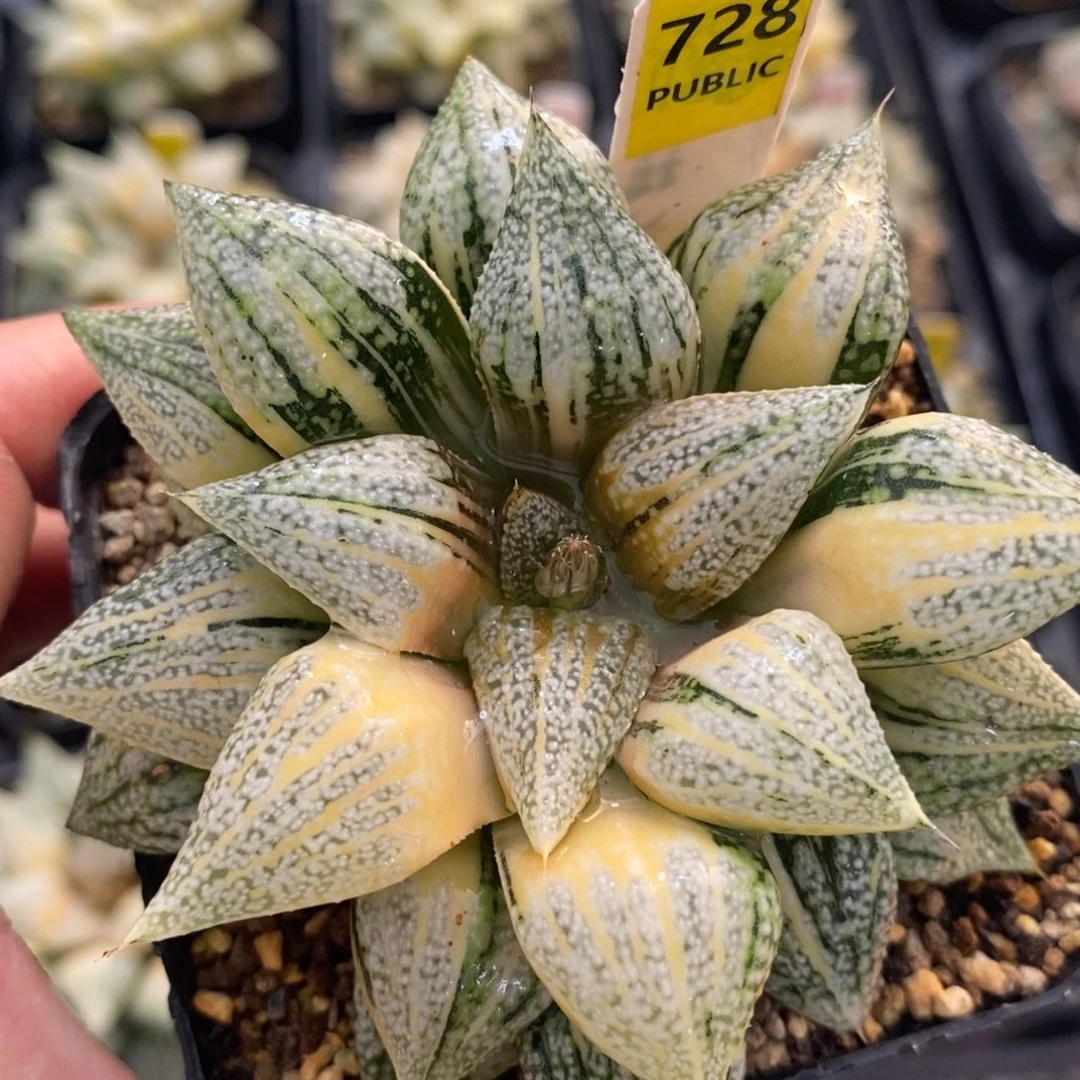 不开花植物728尖叶白银十二卷