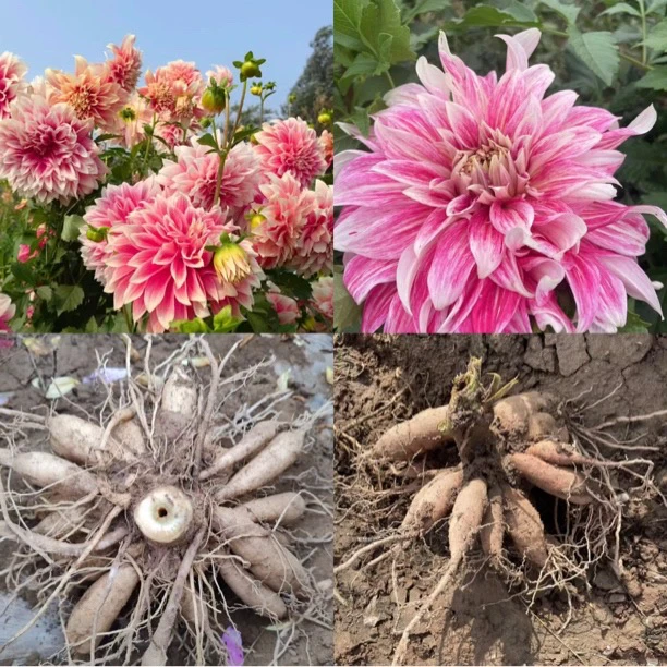 大号整坨发货  大丽花种球  新疆西藏发顺丰到付