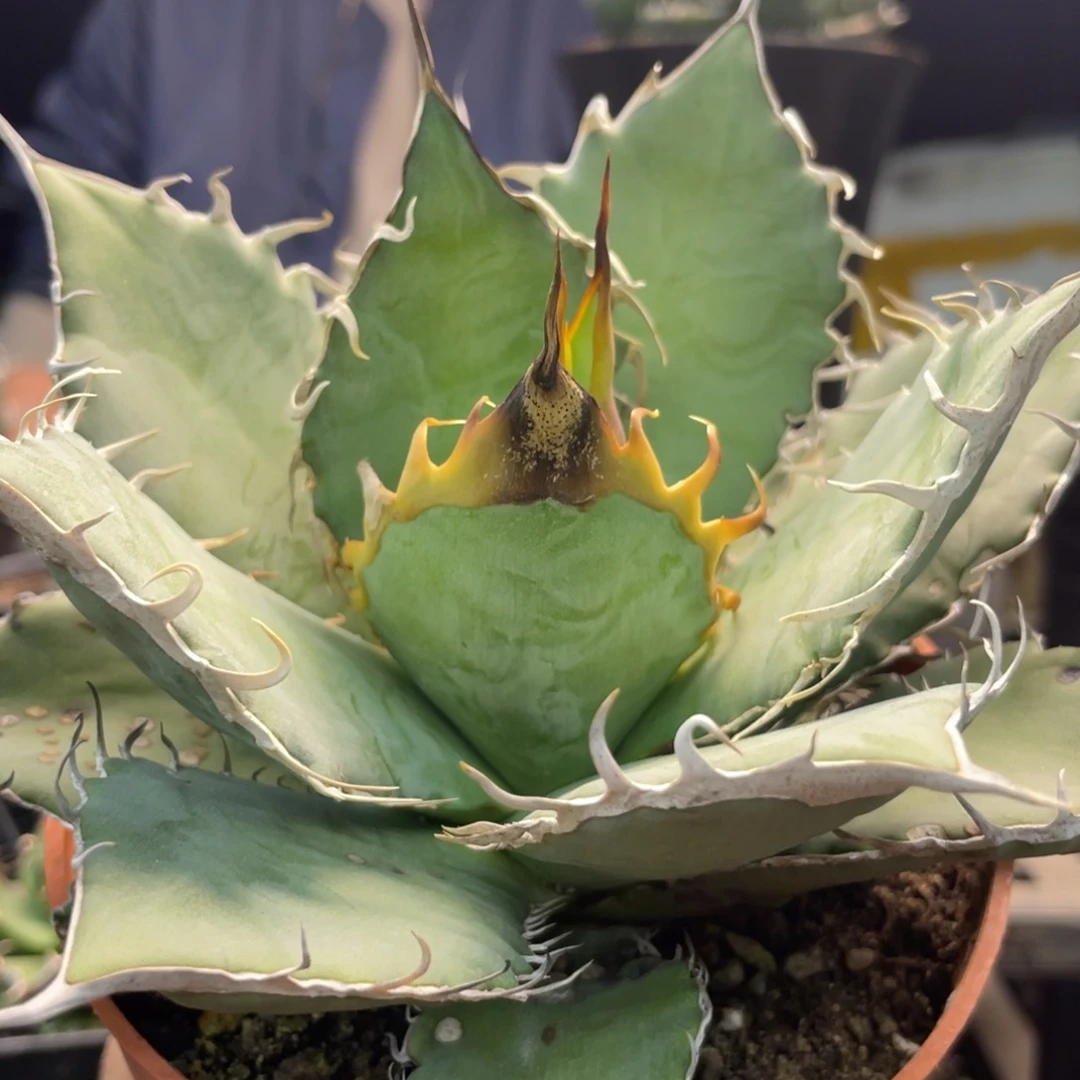 野二44444444444444444