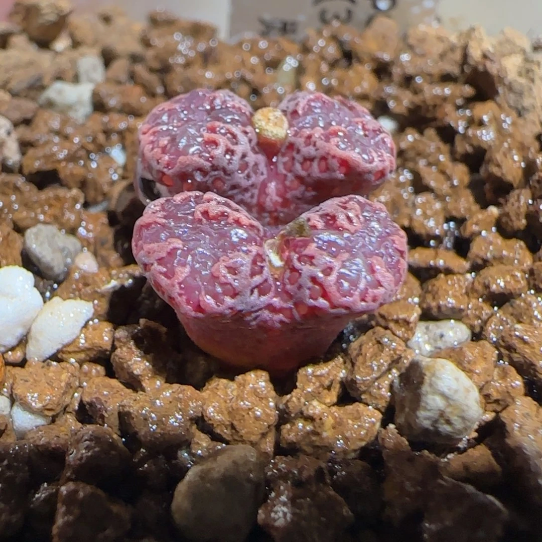 肉锥多肉植物组合-3km勋章537