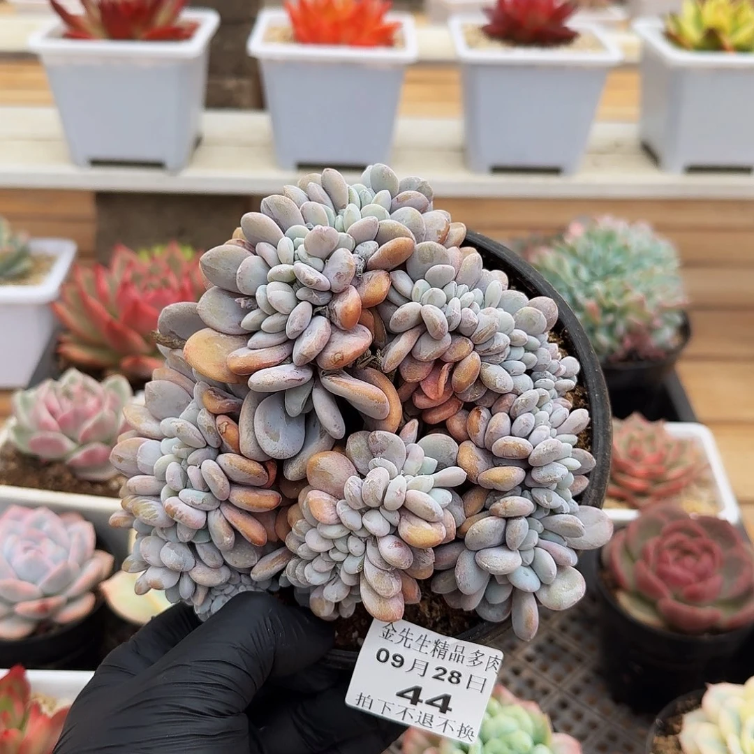 0928-44粉兔小缀化
