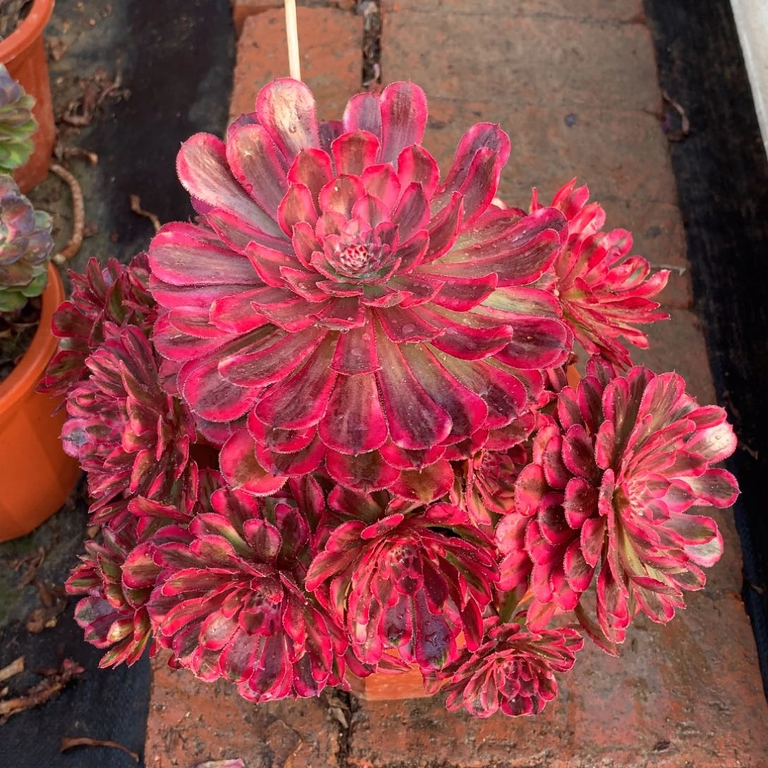 白月光，多肉植物的