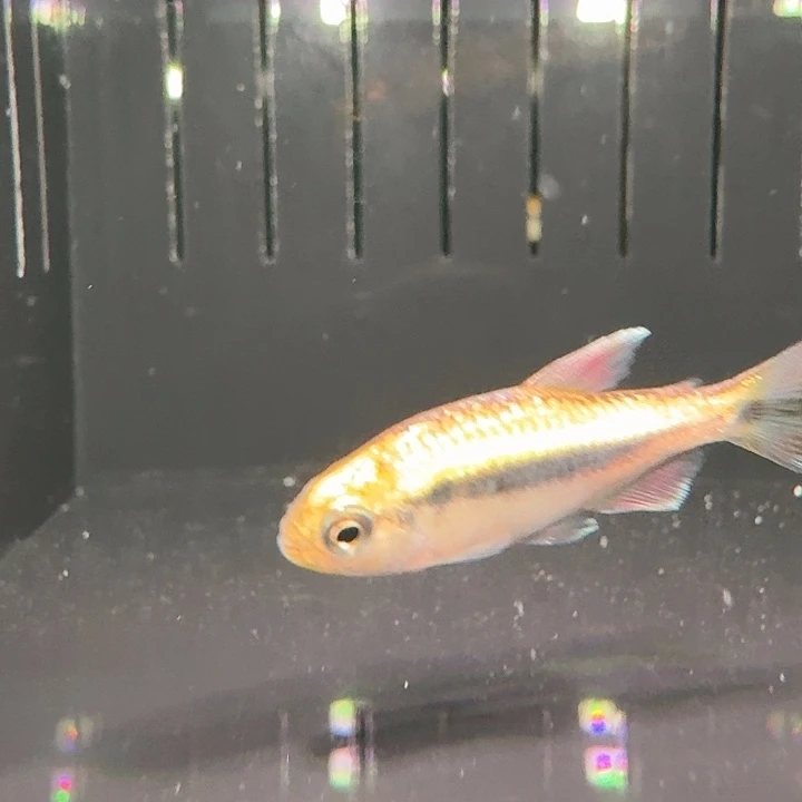 海水鱼白金柠檬热带观赏鱼