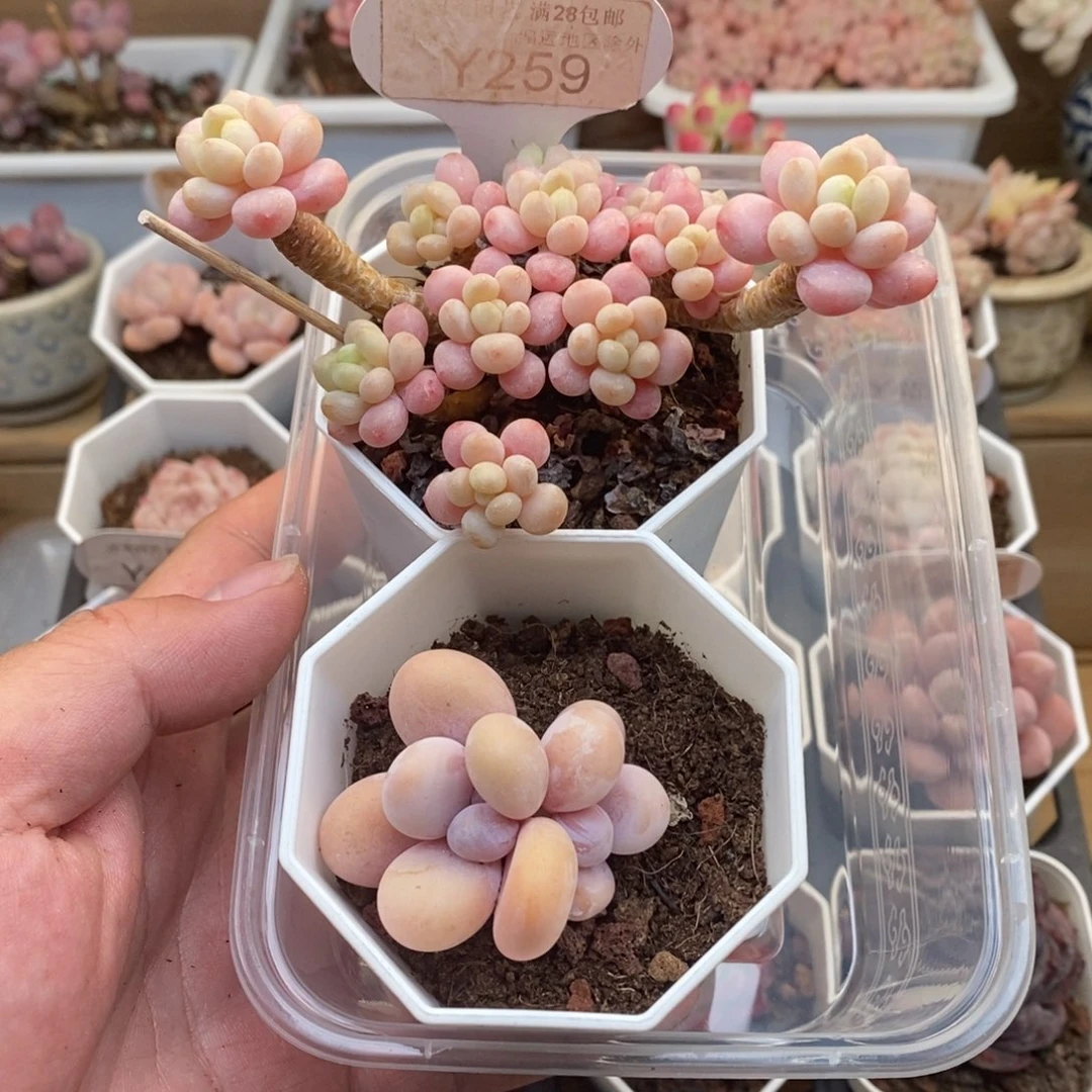 …0259特 鱼子酱10.5厘米+奶酪4.5厘米