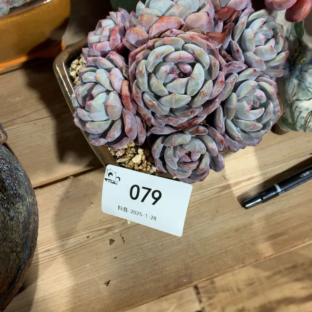 079号紫心星影8头多肉