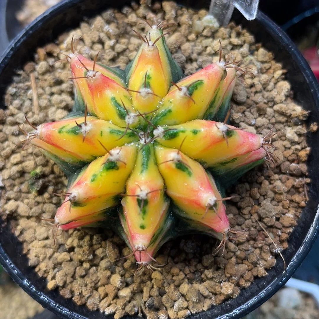 1-265米哈锦4.8厘米