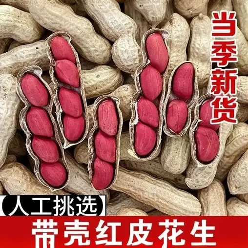 当季新花生 四粒红花生 应季头茬新鲜花生 密云本地发货 次日达