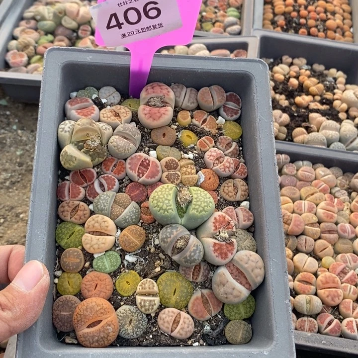 黑***荷406生石花小苗
