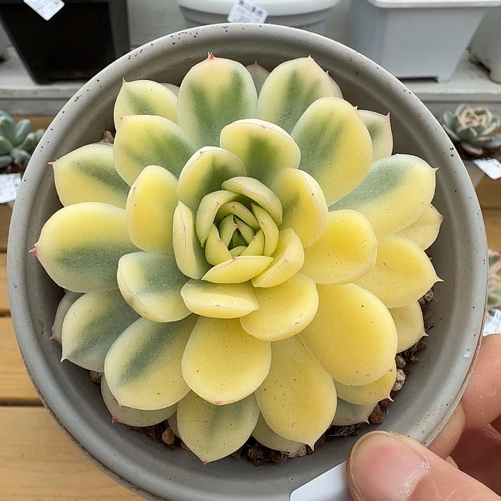 草莓冰锦11119-148