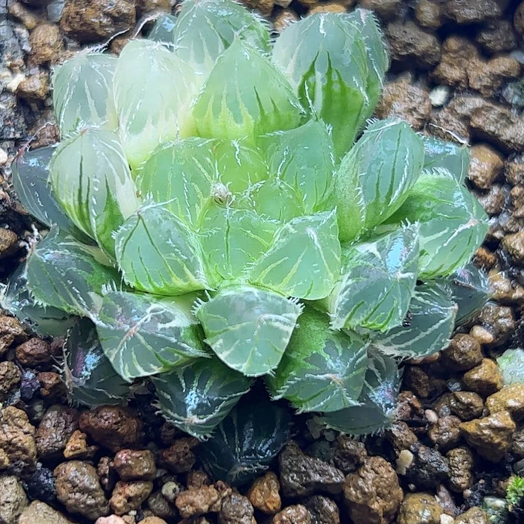 冰魄锦十二卷多肉植物