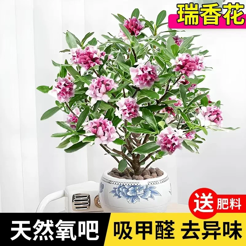 九点九两颗 不售后 金边瑞香浓香型带花苞耐寒盆栽