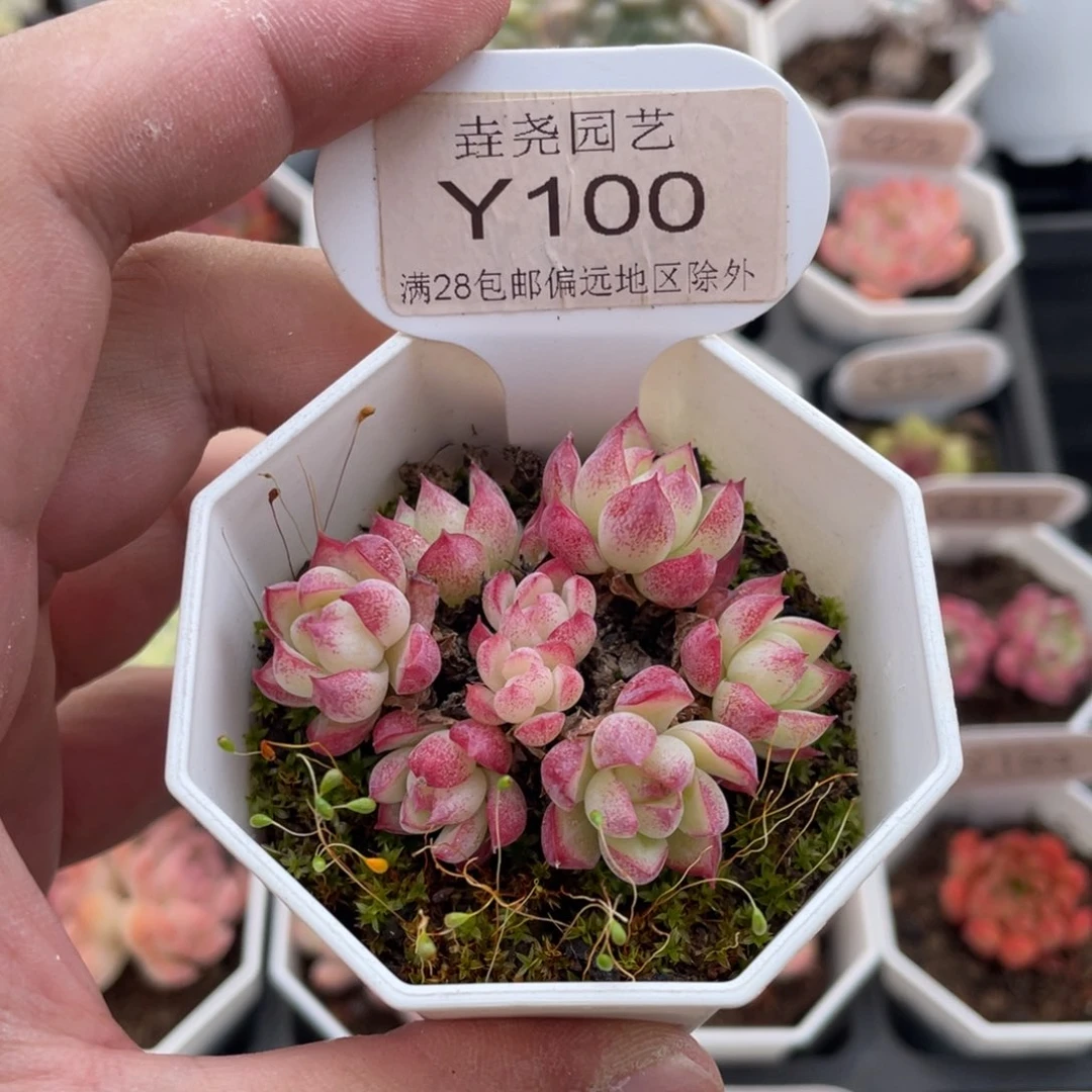 女王群0100-5.5厘米