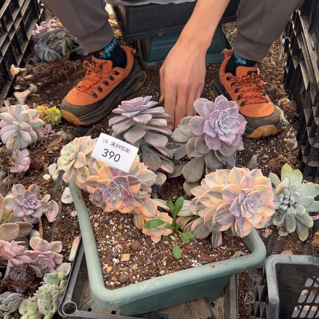 390紫乐锦老桩多肉植物