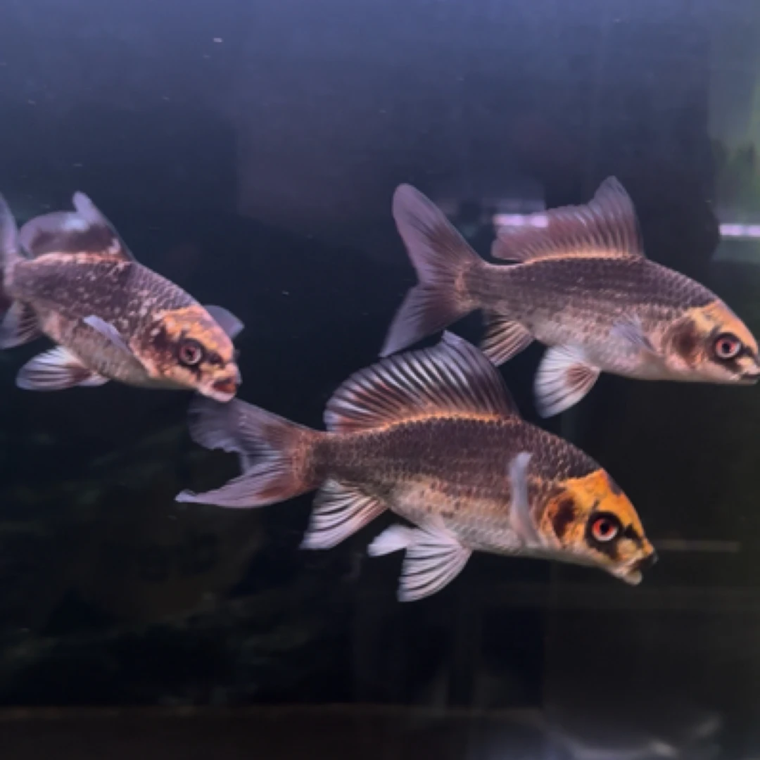 熊猫蝴蝶鲤 6-8公分