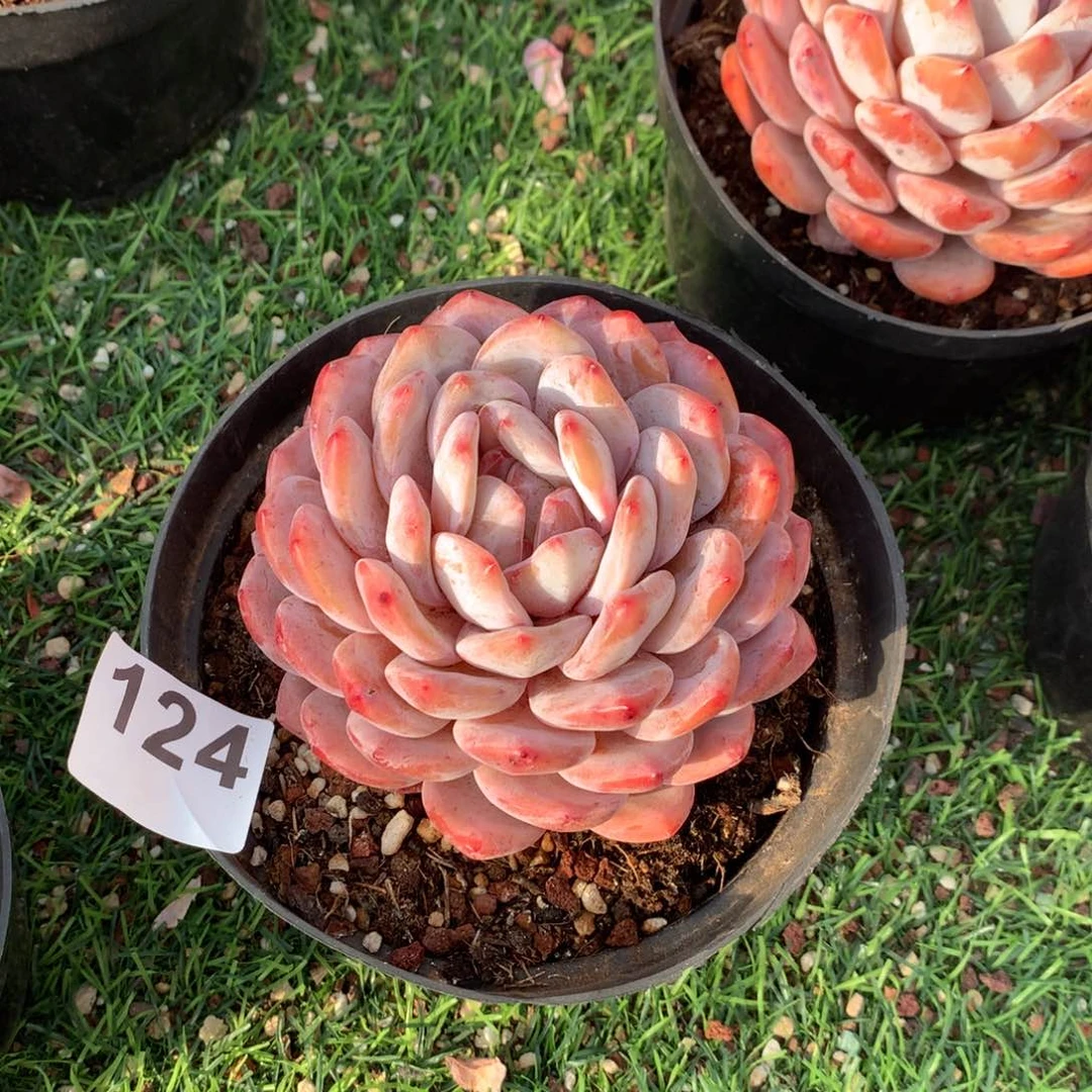 124橙子多肉植物组合