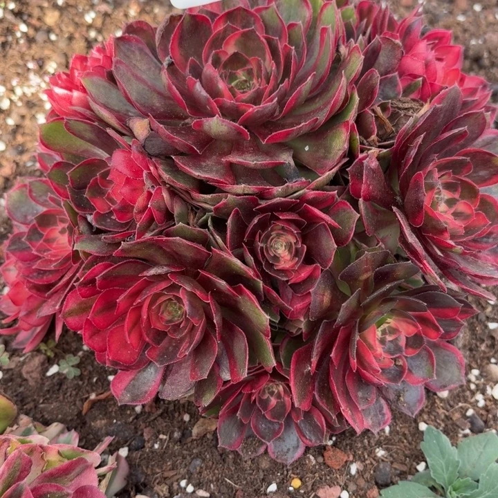 31法师锦多肉1013黑魔锦