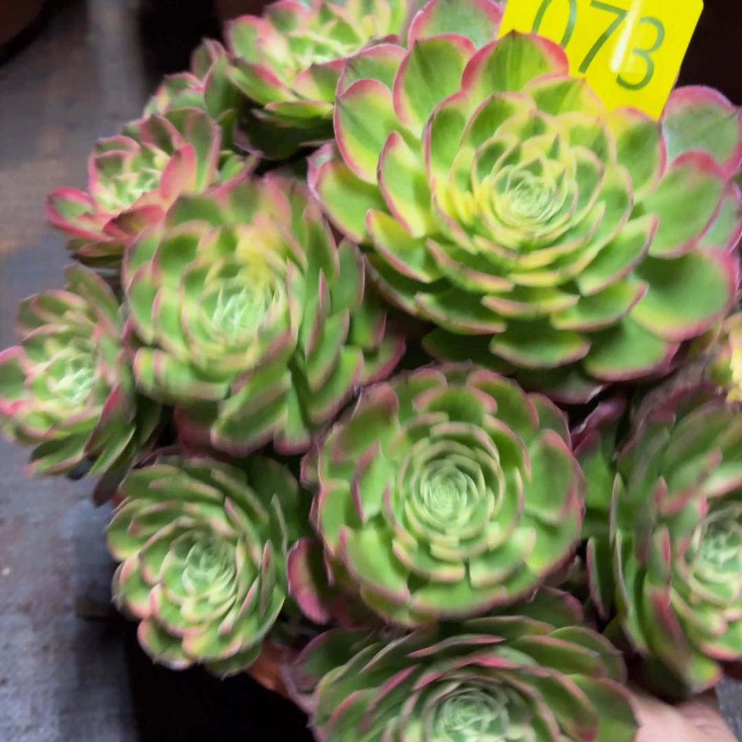 哈哈多肉葡萄海仙073