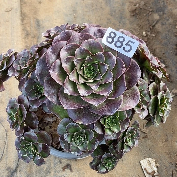 厚圆叶美姬885多肉不包断