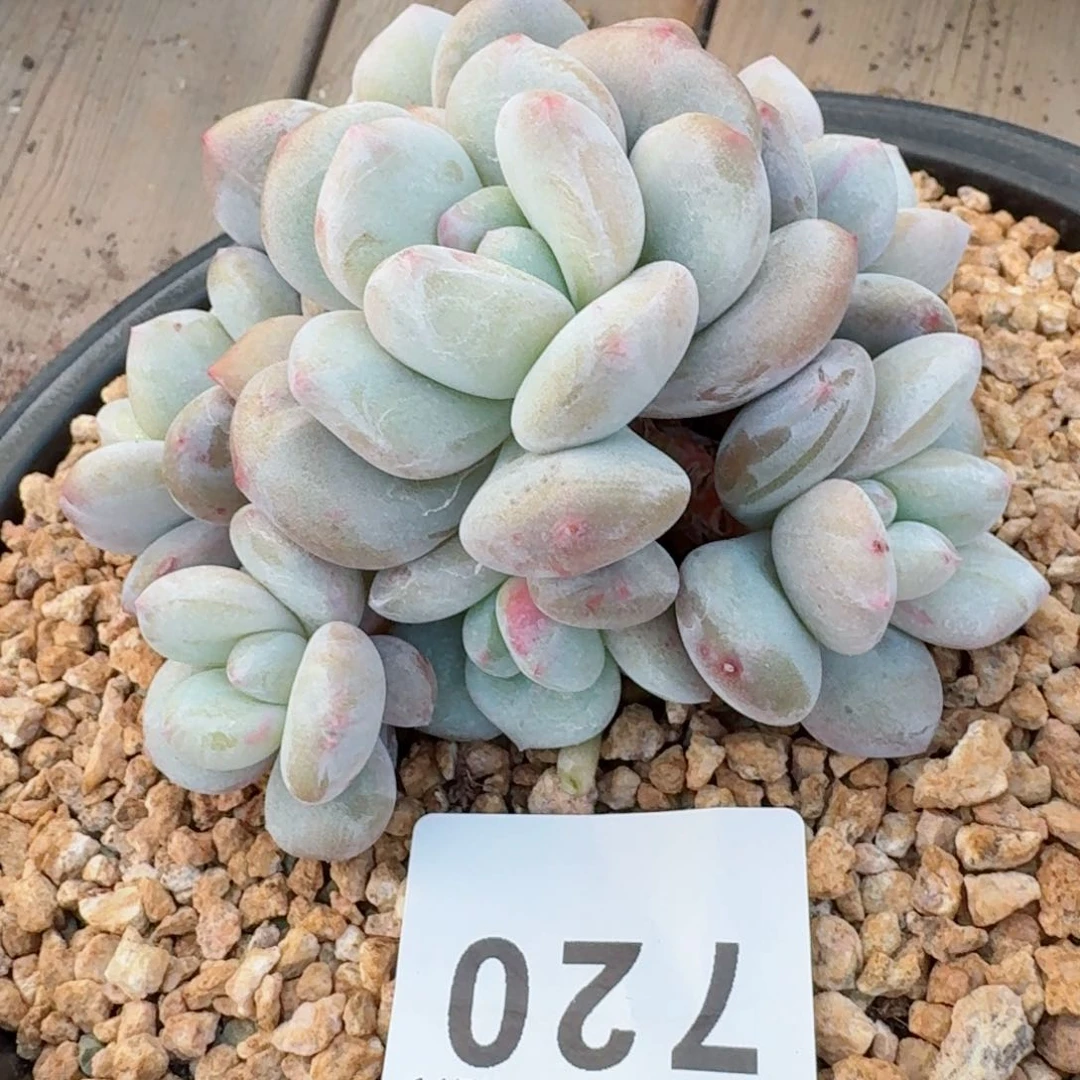 香水梦露后代         精品多肉