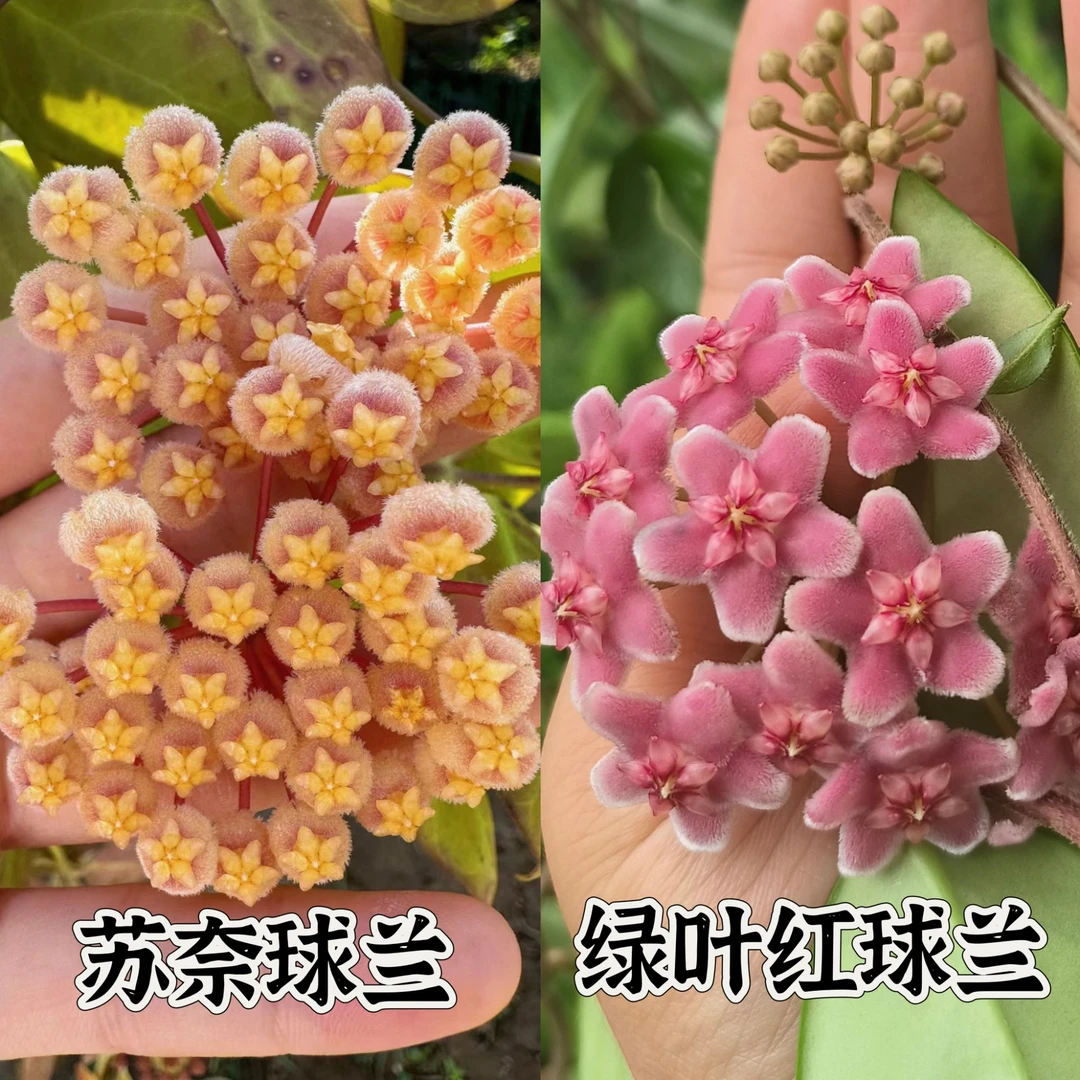 【苏奈+绿叶红】球兰新手组合基地容易开花养护简单垂吊爬藤植物