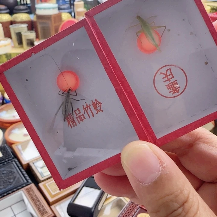 精品柬竹➕紫竹啊啊啊啊