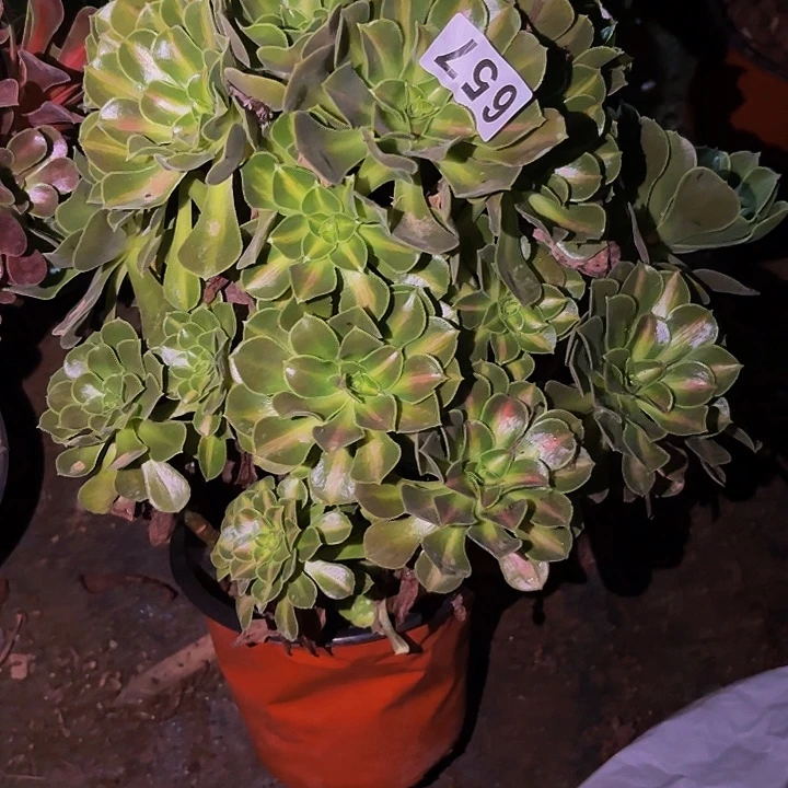 657妖月多肉植物不售后中班