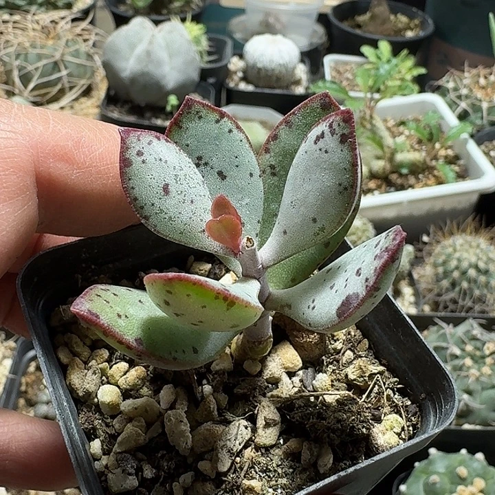 201草莓蛋糕带盆发货