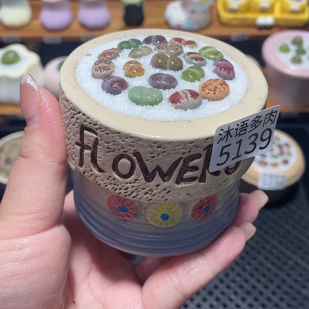 带盆土植物 一物一拍5139