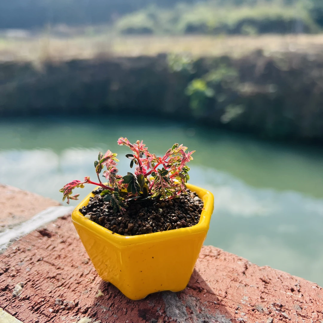 泰国粉锦叶下珠桌面小盆栽（一物一拍）