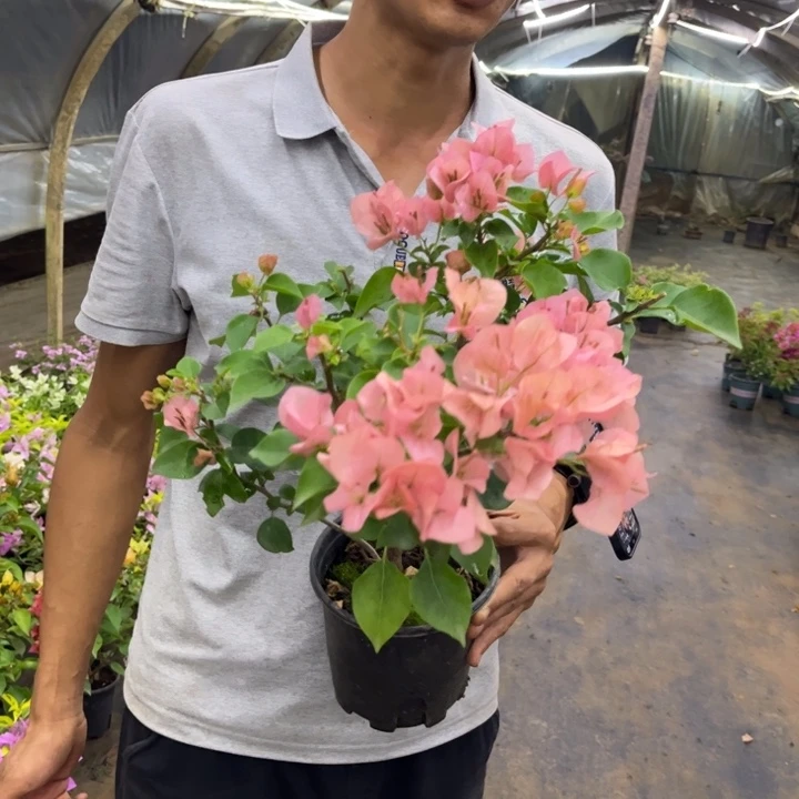 完全开放（绿叶台湾姑娘）三角梅会落花落叶会光杆苗有大有小