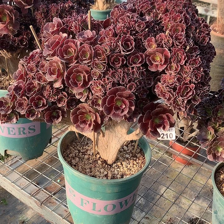 210梅花朵朵一颗微瑕