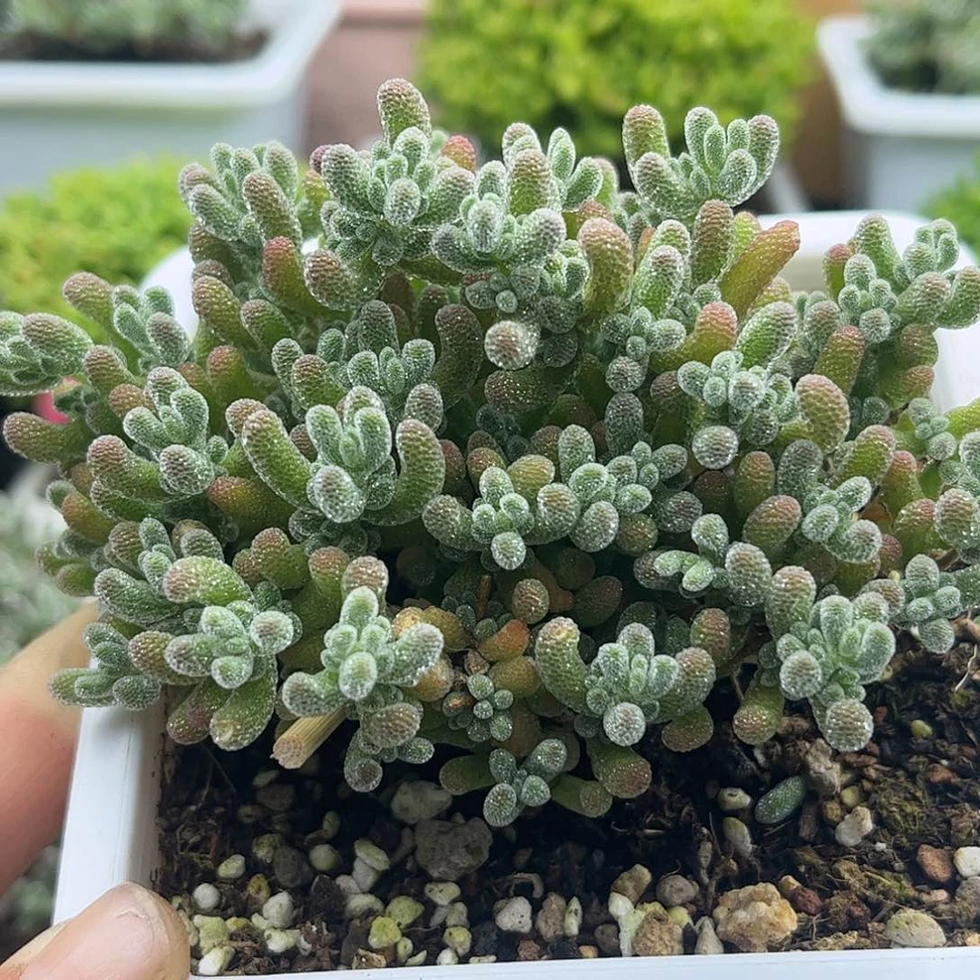 67五彩冰晶优选枝干番杏