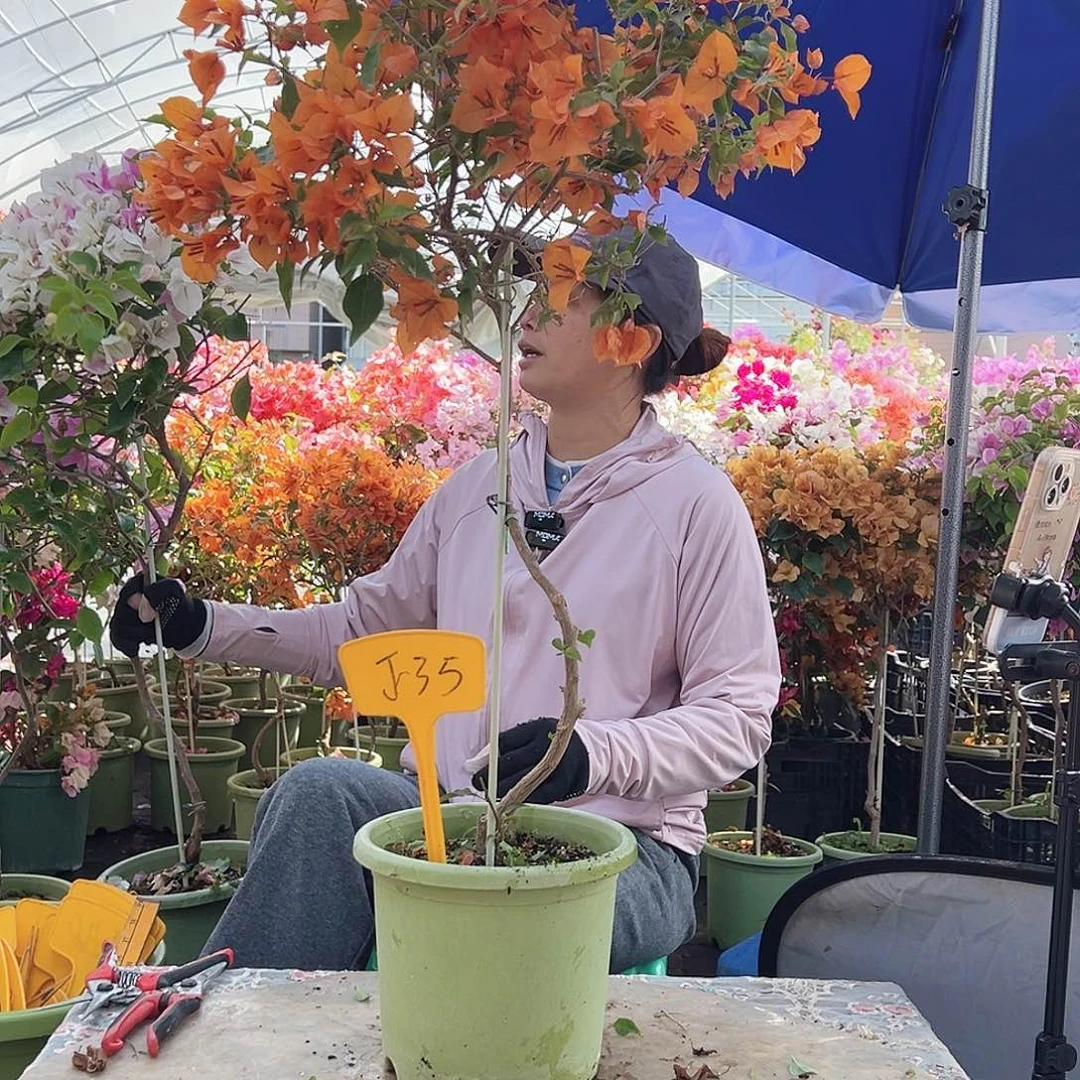 记***格大部分花苞少量开放J35橙桑巴