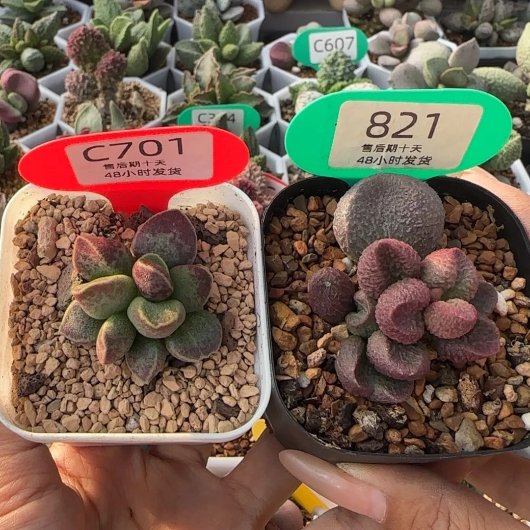 两颗福利701。 821。