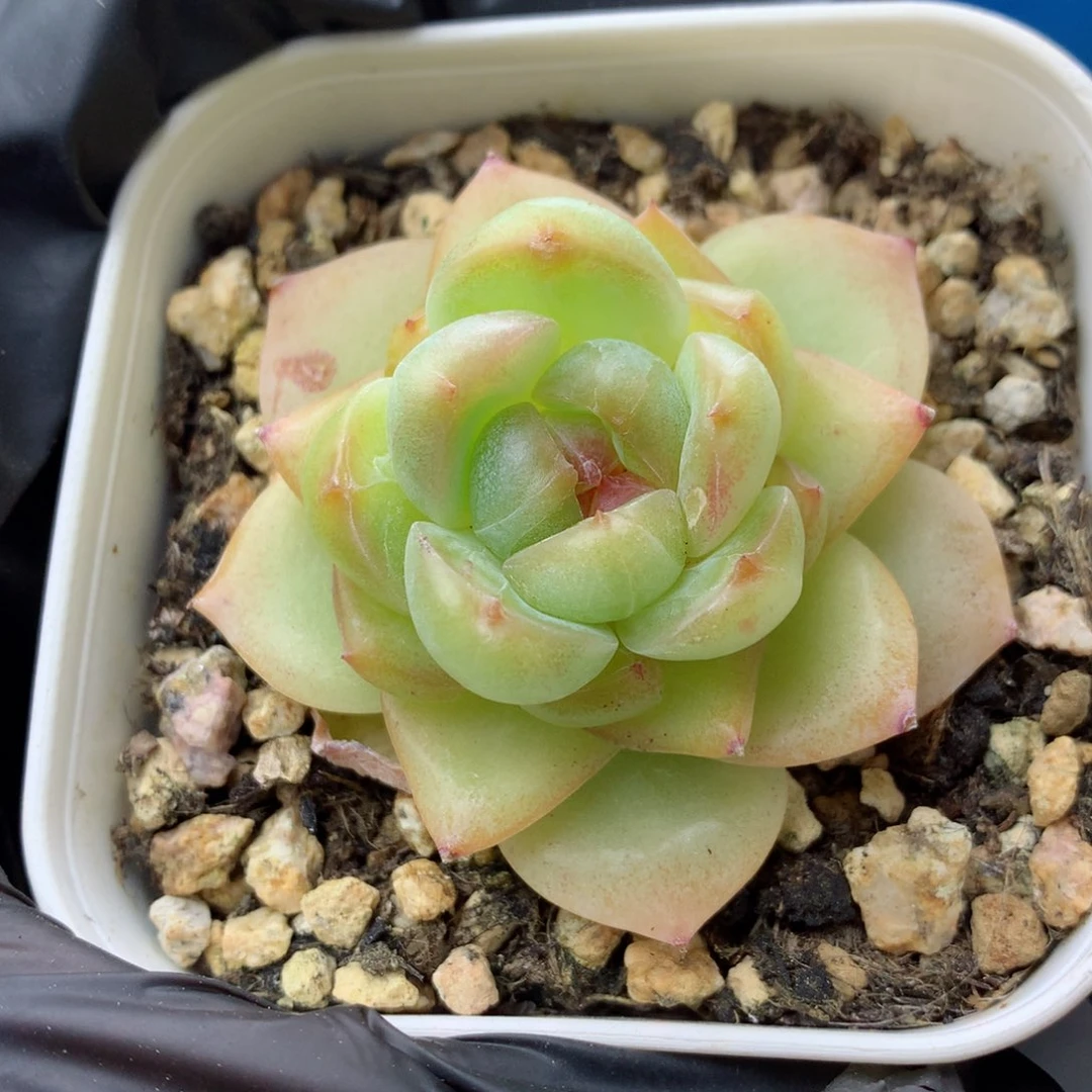 58包邮  群生不包整 糖心17