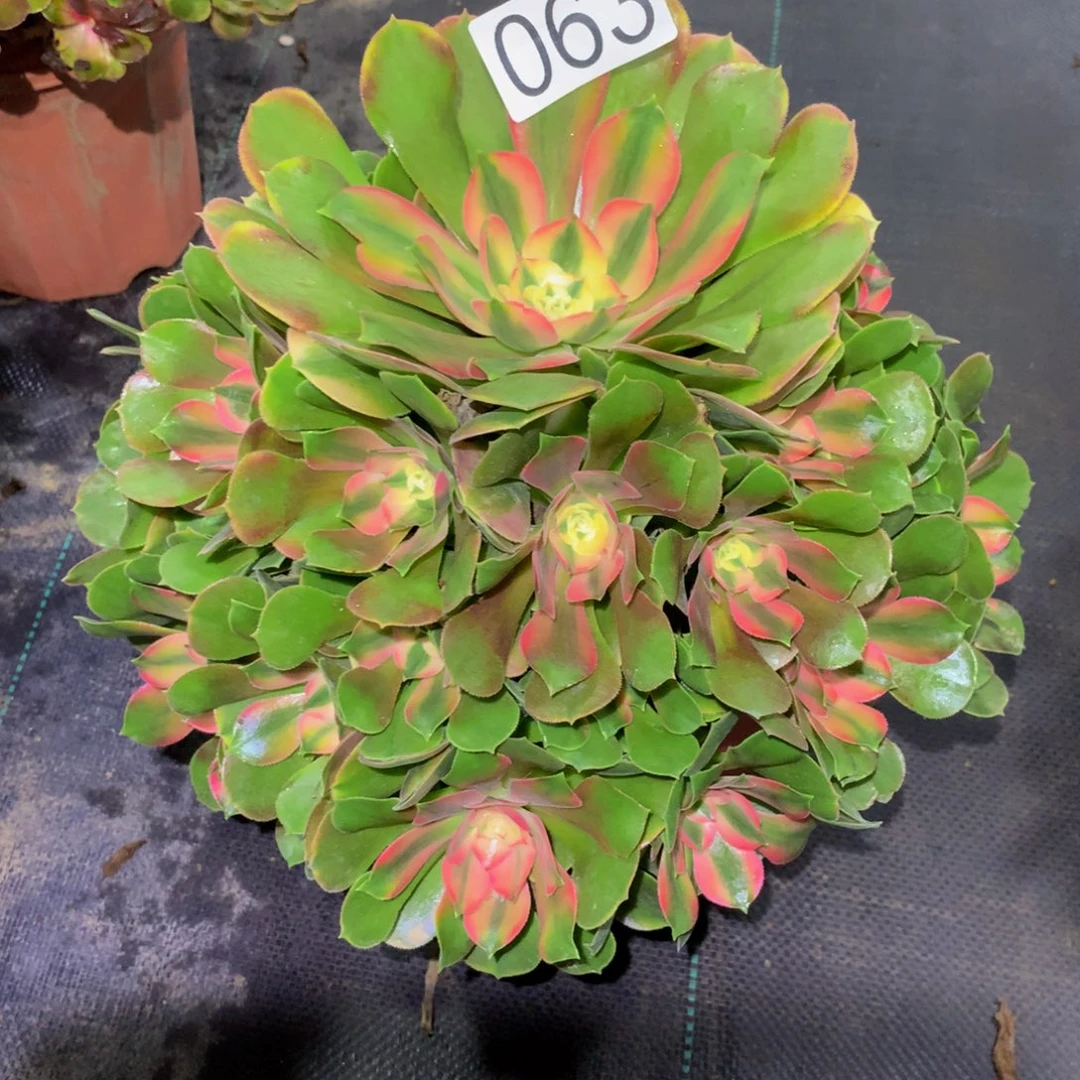 ****语法师多肉植物063香妃