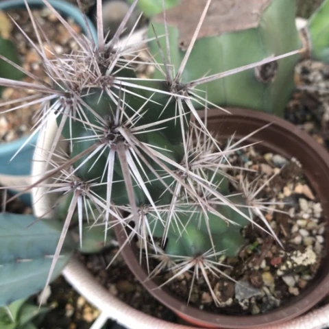 强刺武者团扇多肉植物