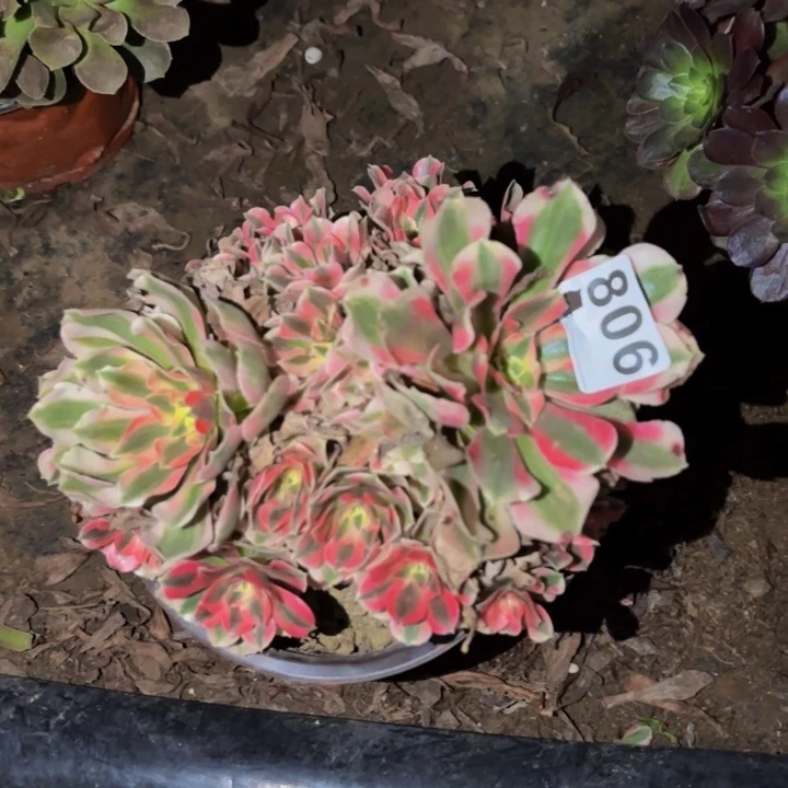 806女郎多肉植物不售后