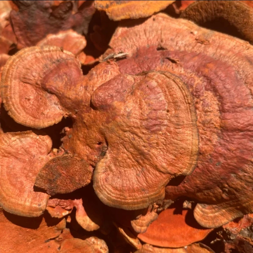 【阿海精选】土特产红肉灵之