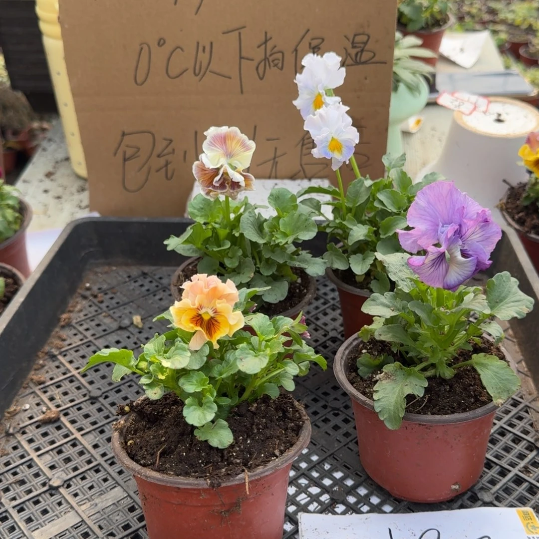 大部分花苞少量开放187