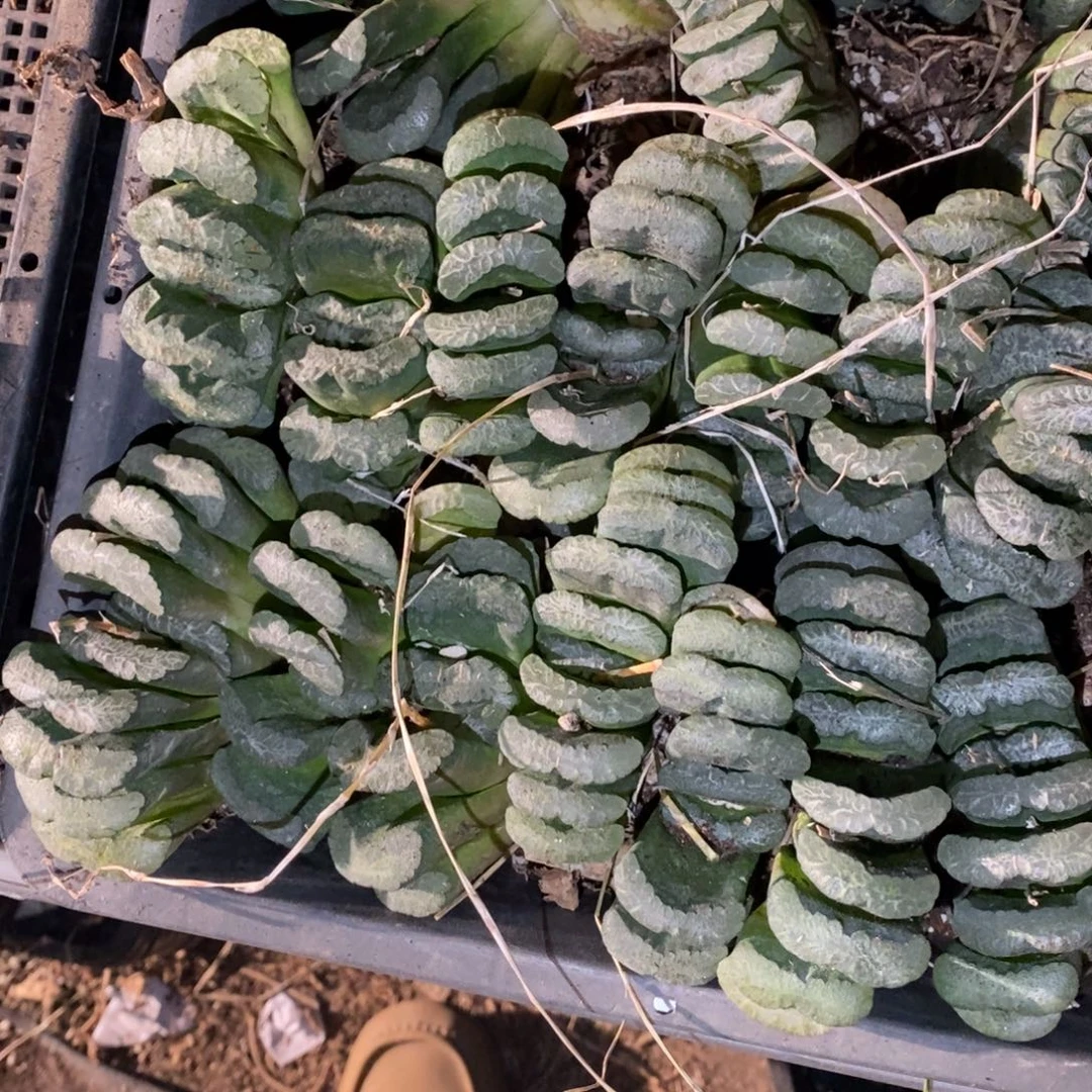 803 一颗实生大玉扇 超级福利