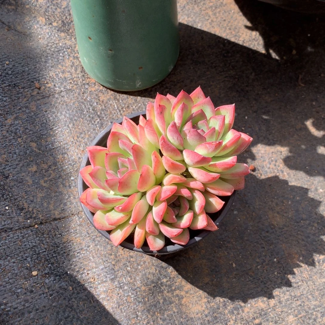 人工关节治疗和各种风湿骨