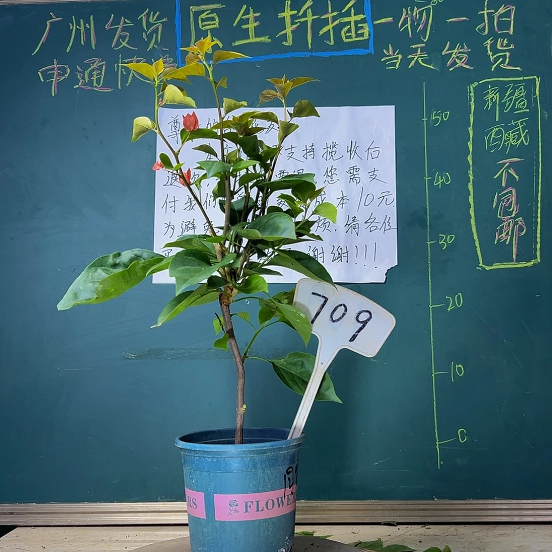 当前无花栽培后可以开花同安红 709