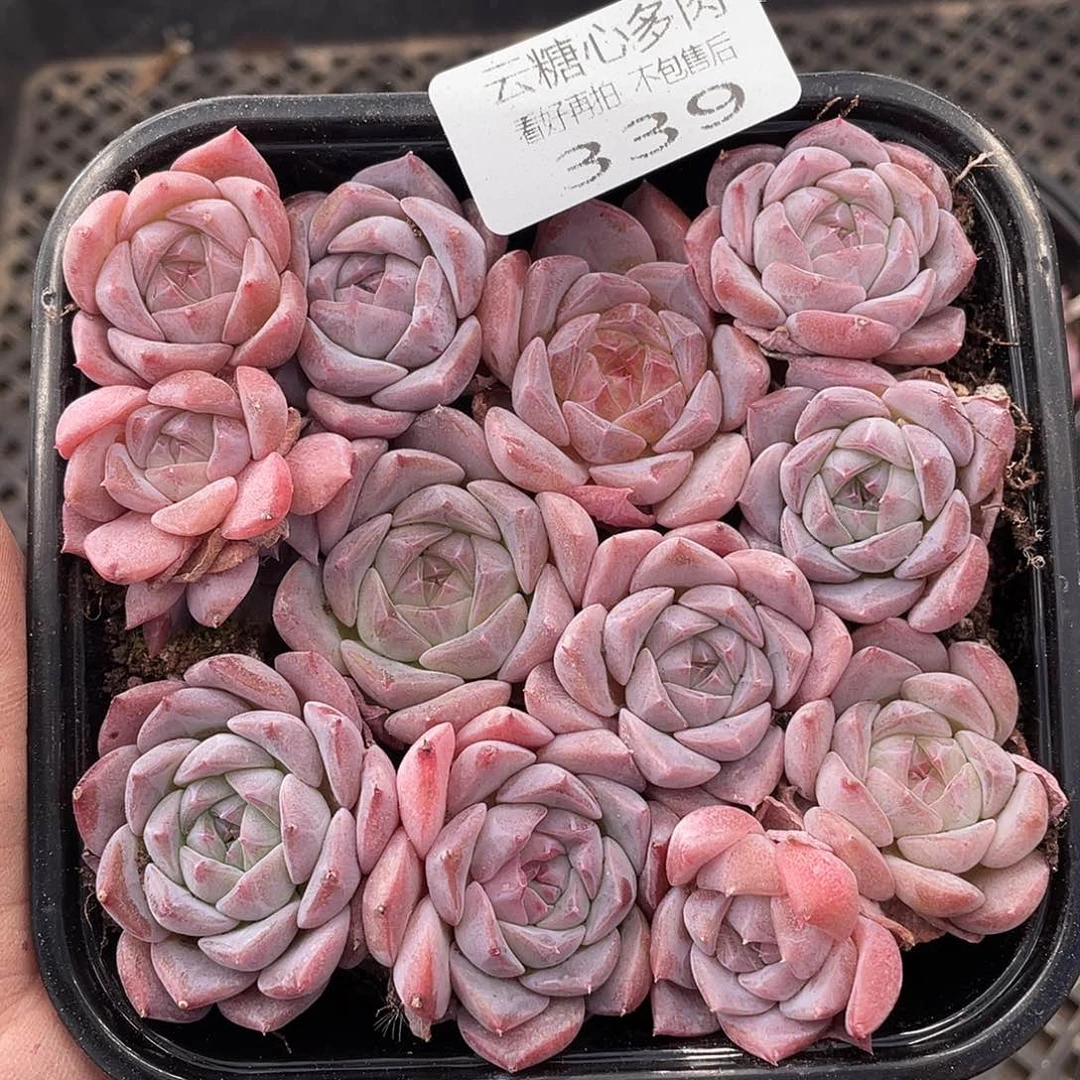 云糖心多肉植物339