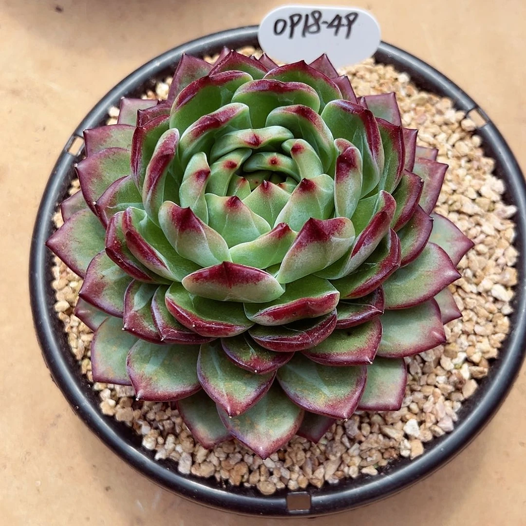 0918-49优选紫罗兰